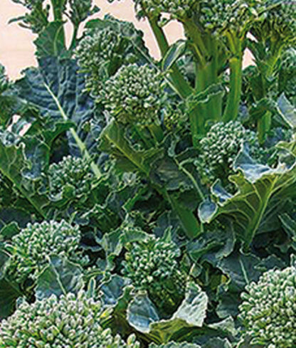 Frö fröer Broccoli 'Healthy Option' F1