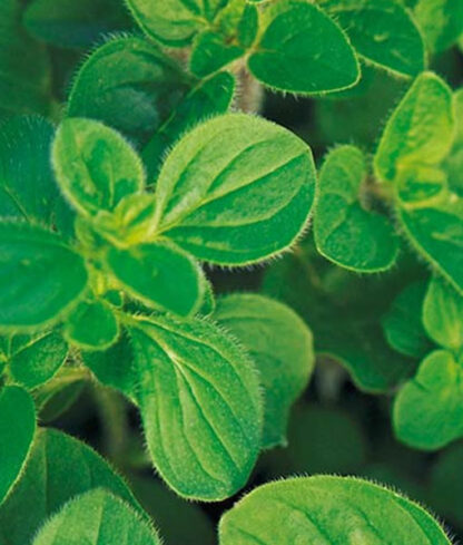Oregano, Grekisk Greek
