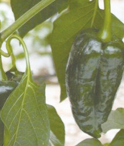 Chilipeppar 'Padron' 90932