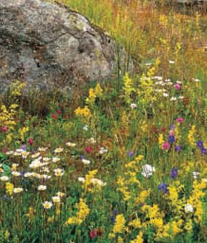 Frö fröer Blomsterängsblandning Storport