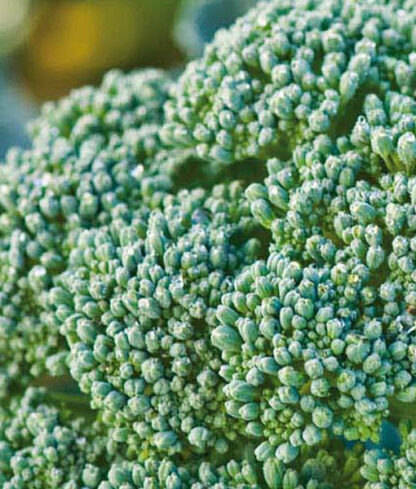 Frö fröer Broccoli 'Groene Calabrese'